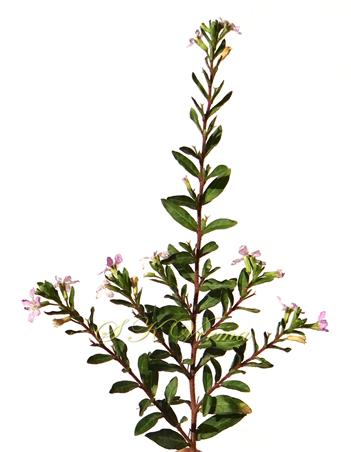 Flowering branch